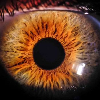 Iris Auge 2